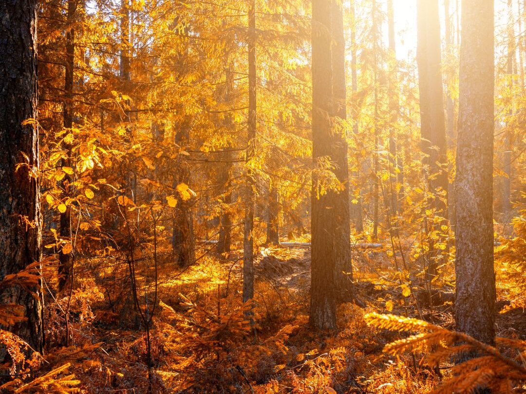 idées pour ralentir en automne